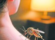 蜱蟲、隱翅蟲、蚊子…… 夏季，常見蚊蟲如何應(yīng)對