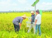 防治病蟲害 減損保增收  我市“人工+智能”蟲情監(jiān)測體系推動(dòng)農(nóng)作物病蟲草害防治見成效