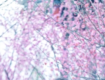 ԏˆη͵̎Ů