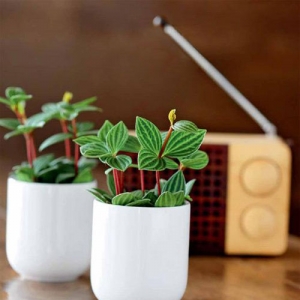 迷你盆栽DIY 濃縮自然于方寸間