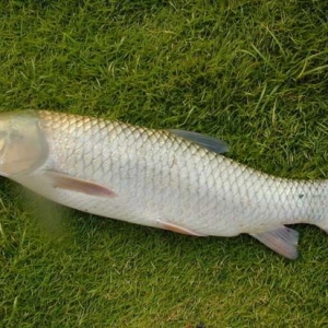 春夏之交食“三魚”：鱖魚 鱸魚 草魚
