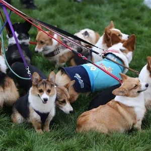 зB(yng)ȮҪҎ(gu)؁