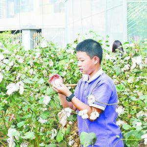 秋天里的第一茬棉花開摘 春晗學(xué)校以勞動(dòng)教育踐行“雙減”