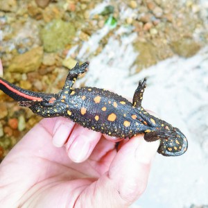 ɽˡϡ͡  P(gun)TѣЇهҶcoҰ׽ ...