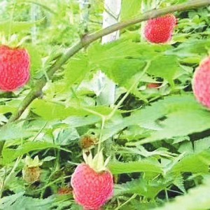 ΢^Сɷ_Ȼ 